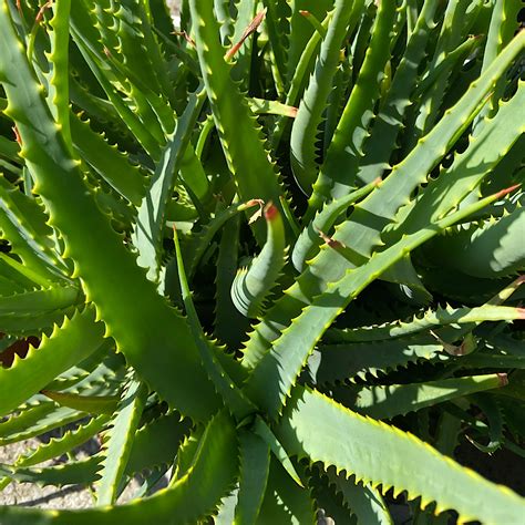 Aloe: la pianta medicinale favorisce il cancro?